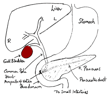 Liver Segmental Anatomy